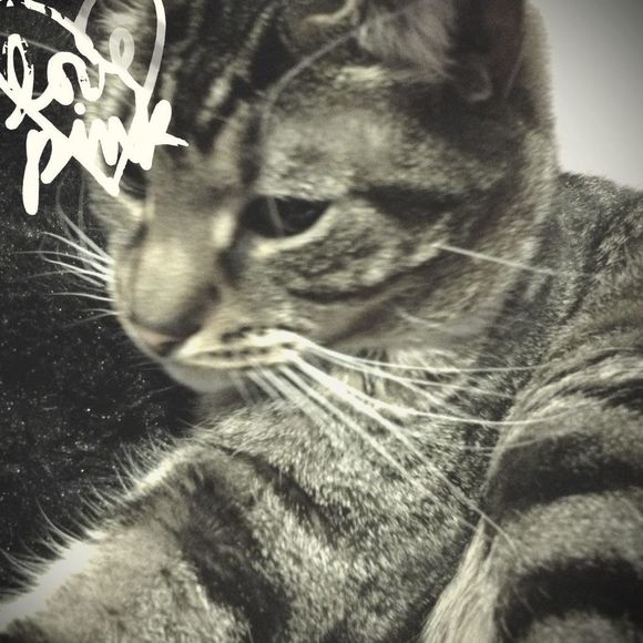 Meet your Posher, Dawn - Picture 1 of 1